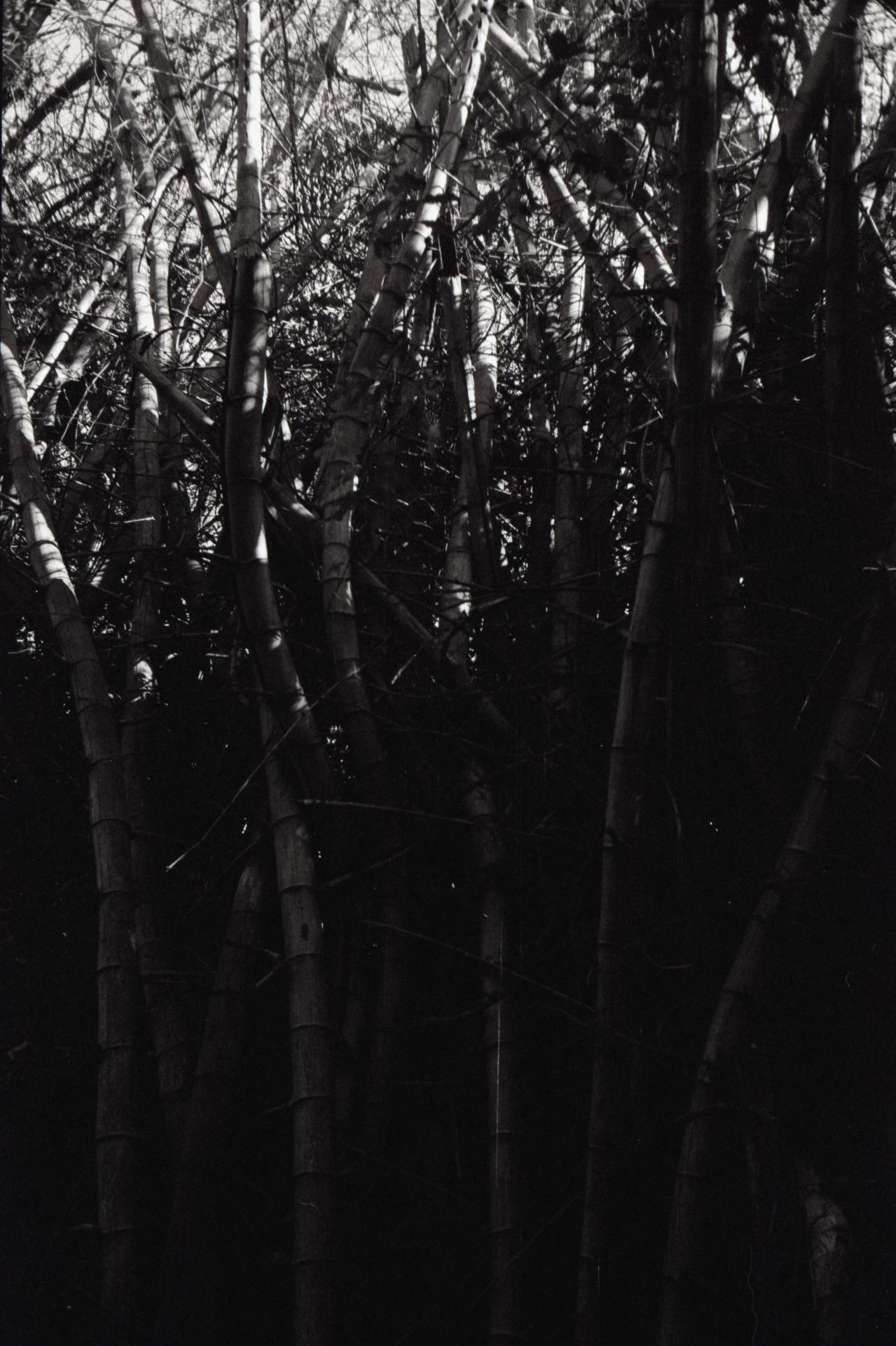 Thumbnail /2022 India/bambus.jpg