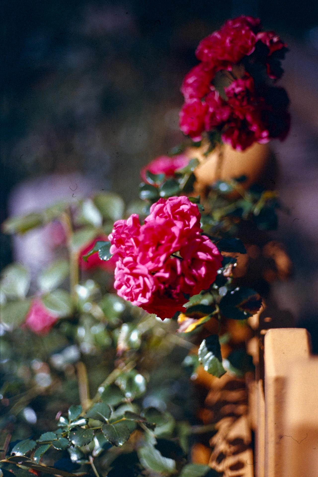 Thumbnail /2024 Berlin/e100vs_f-1_114.jpg