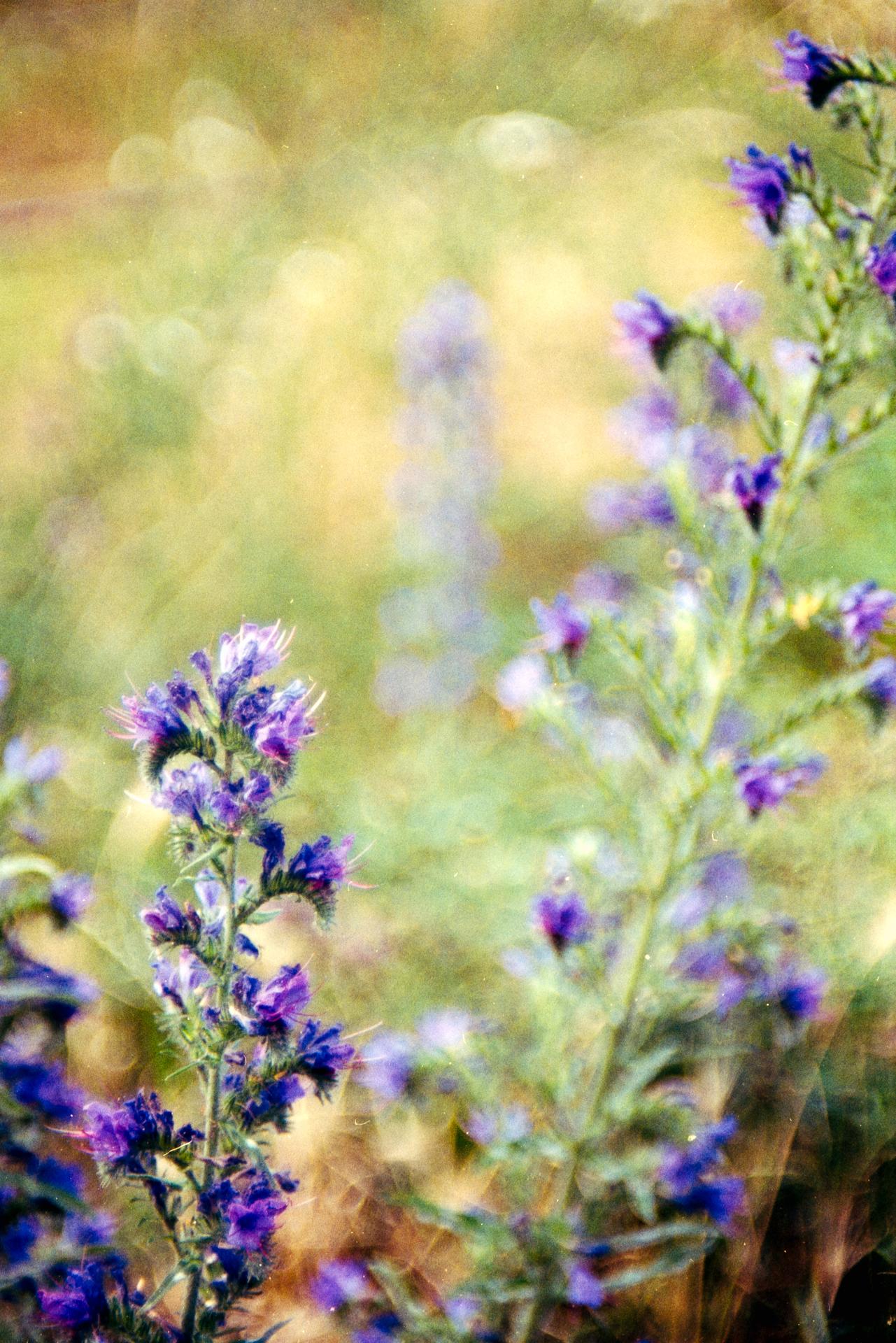 Thumbnail /2024 Berlin/fl18_eos_gold_1.jpg