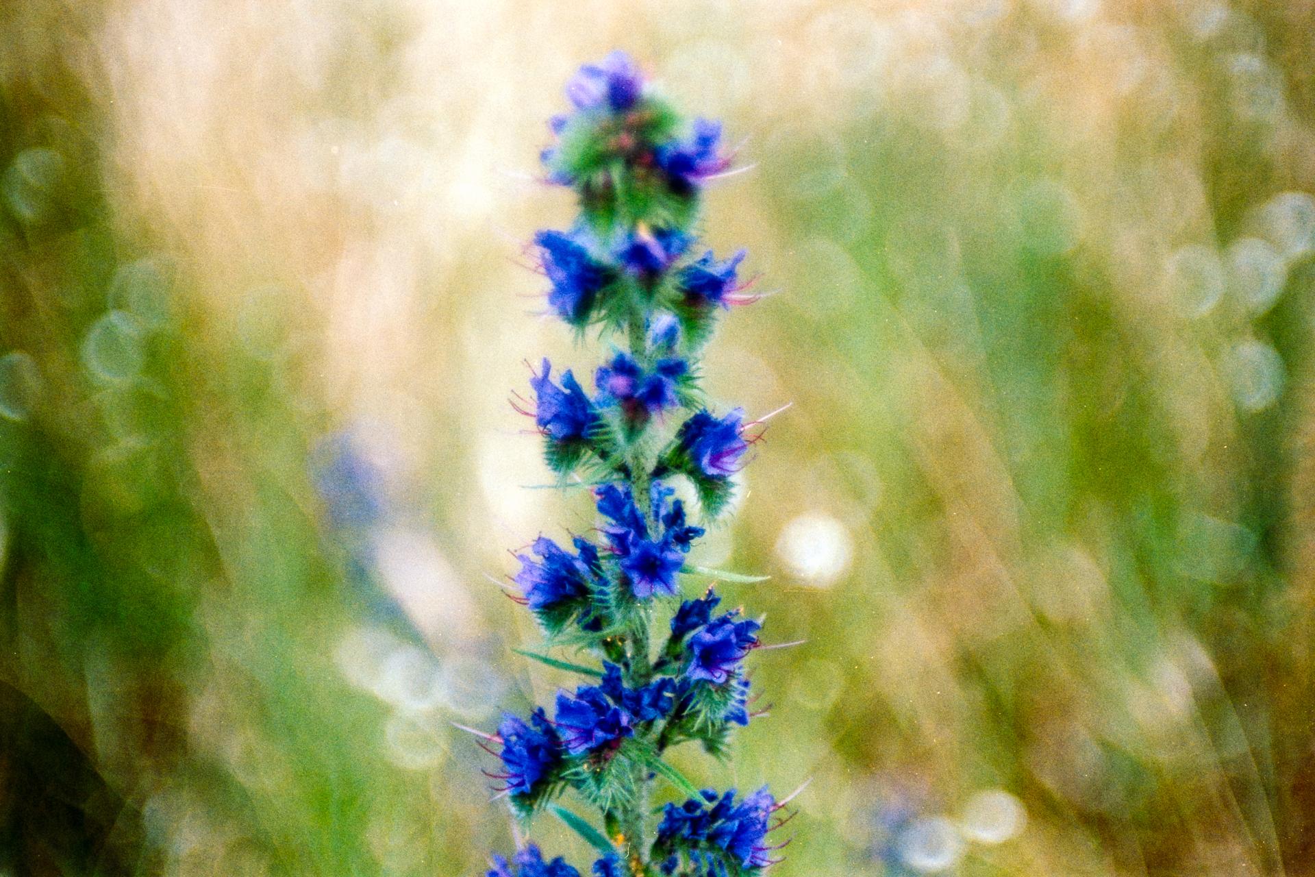 Thumbnail /2024 Berlin/fl18_eos_gold_2.jpg